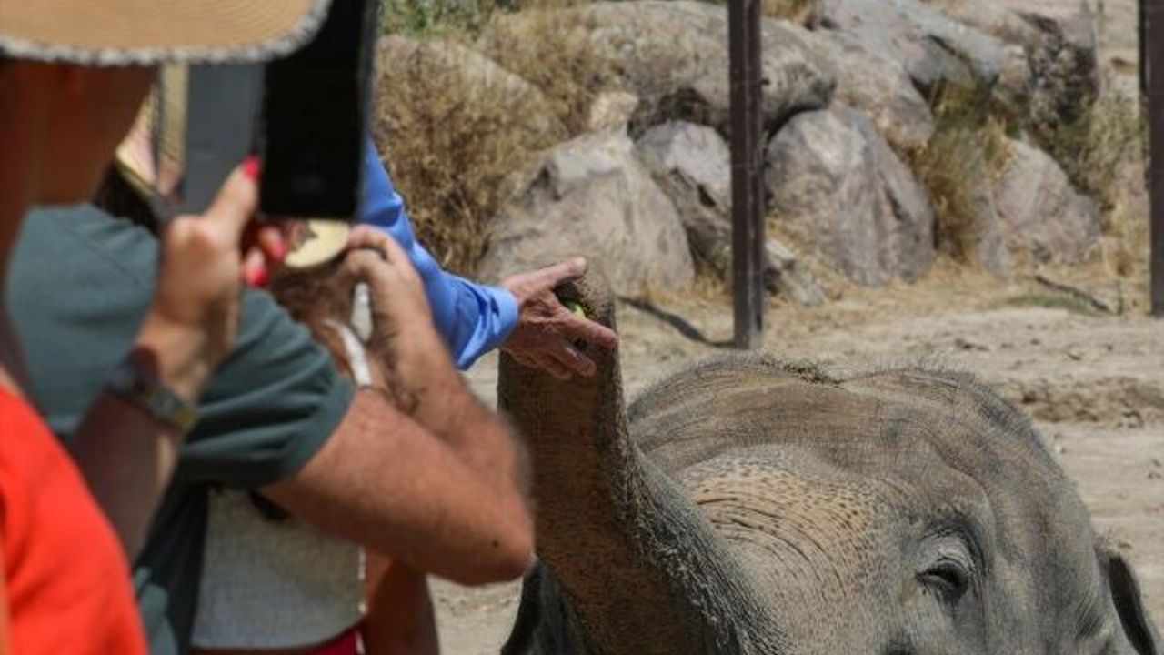 Türkiye'nin ilk fil ailesine İzmir Doğal Yaşam Parkı'nda özenle bakılıyor