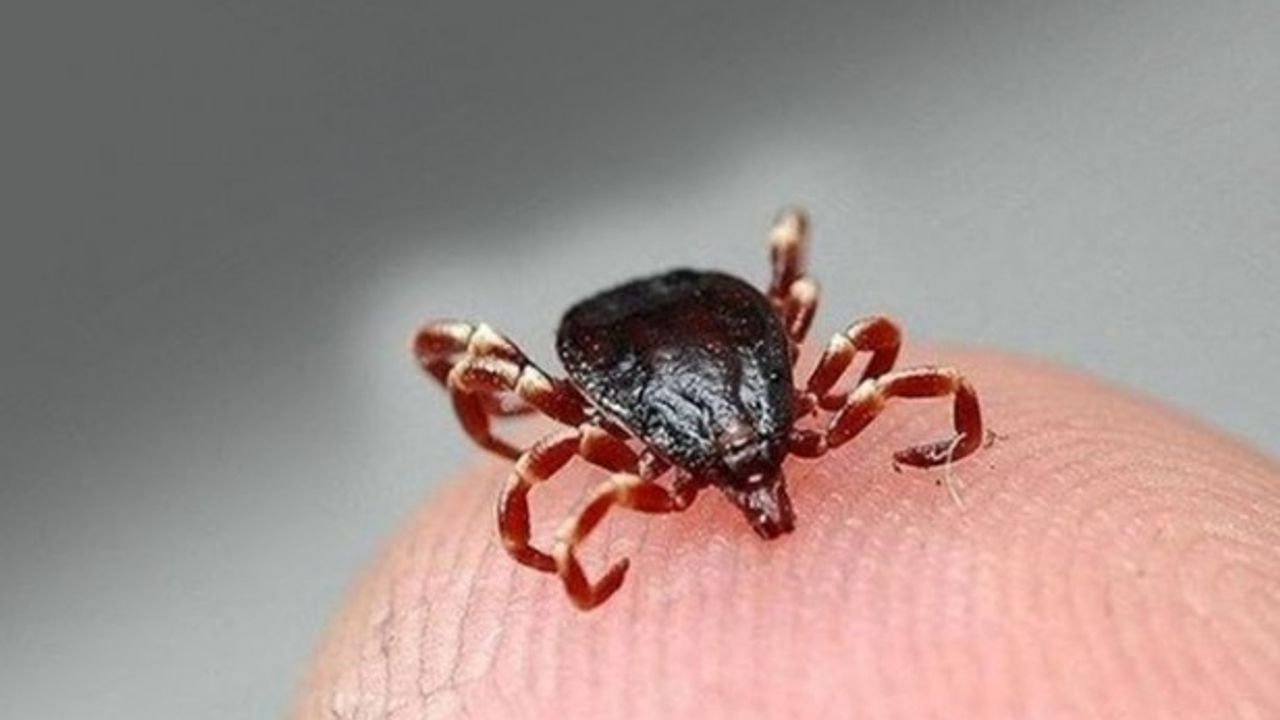 Koronadan kaçış KKKA vakalarını artırdı