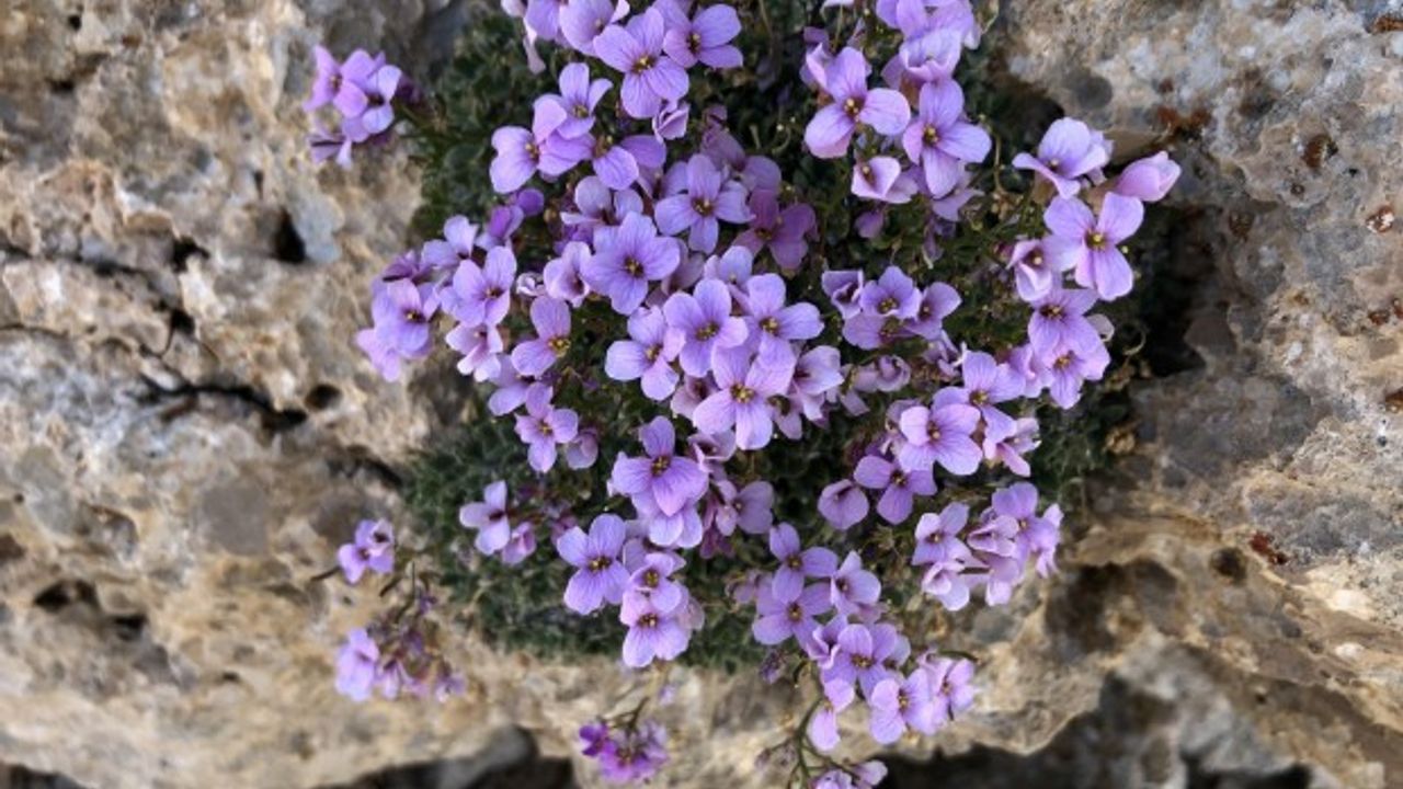 Nesli tükendiği sanılan "Bakır kazteresi"ne yeniden rastlandı