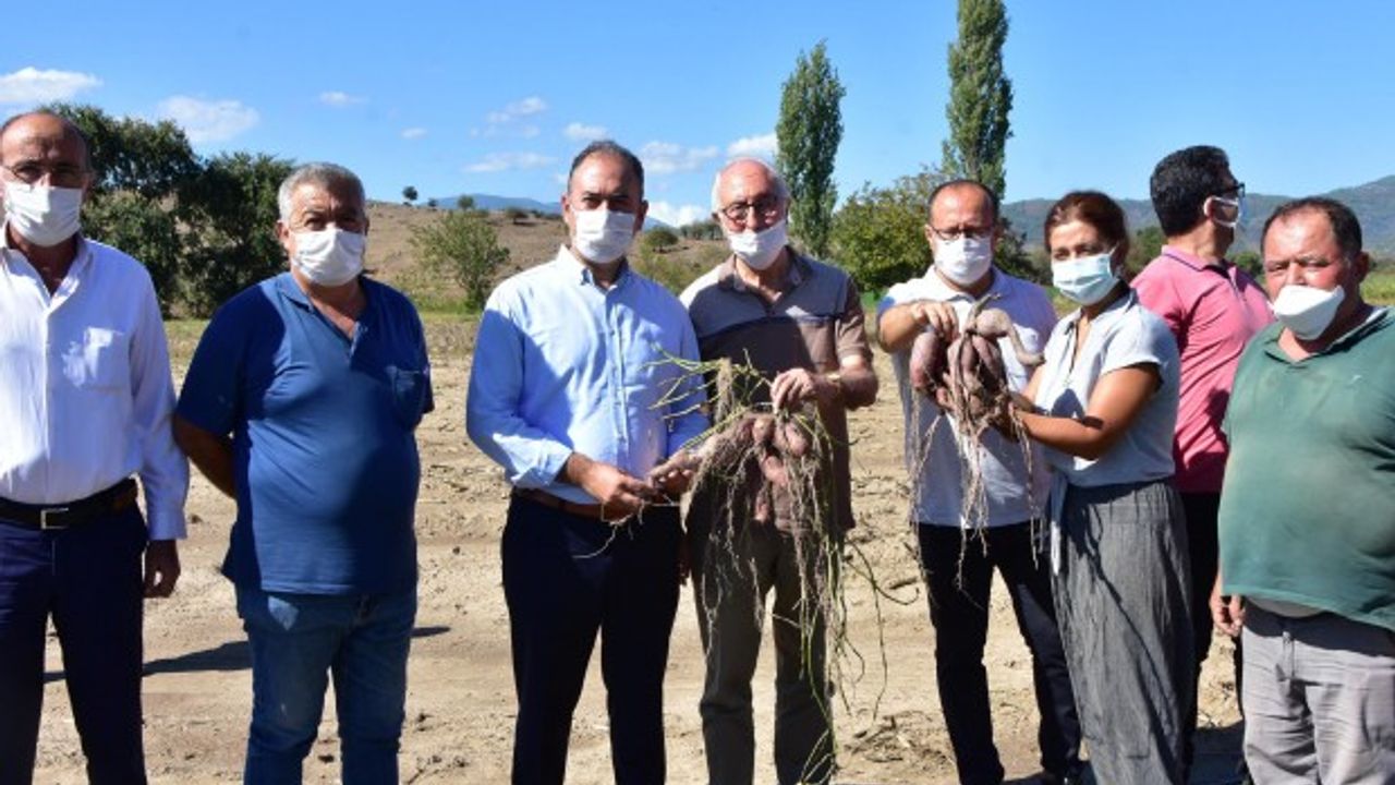 Kadın girişimci Milas'ta ilk tatlı patates hasadını yaptı