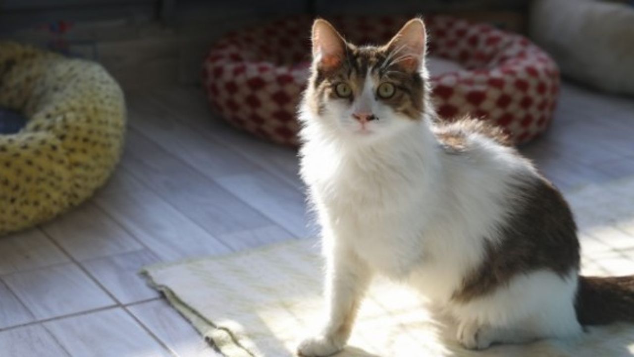 Buca'da 2020 yılında 452 sokak hayvanı sıcak yuvaya kavuştu