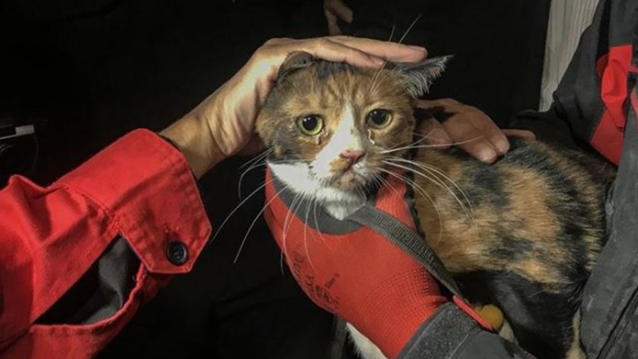 İzmir'de enkaz altında 8 kediyi Ahbap Derneği sahiplendi