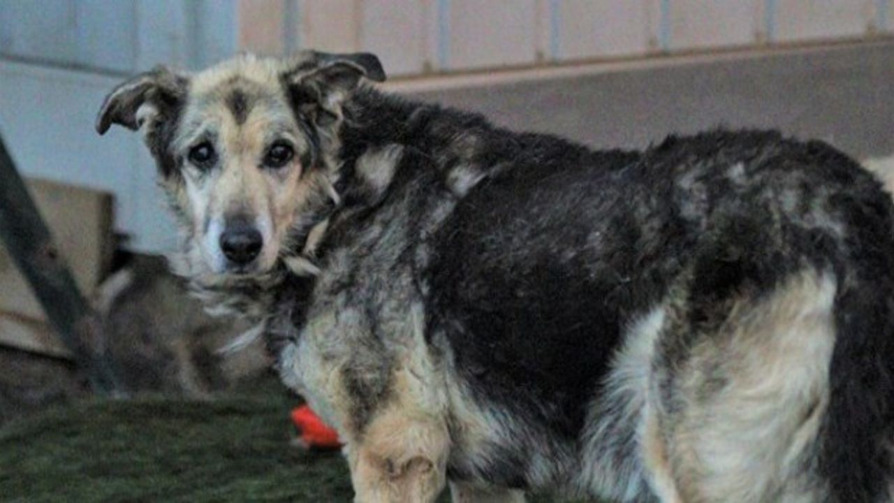 Tiner dökülerek yakılan köpek yaşama tutundu