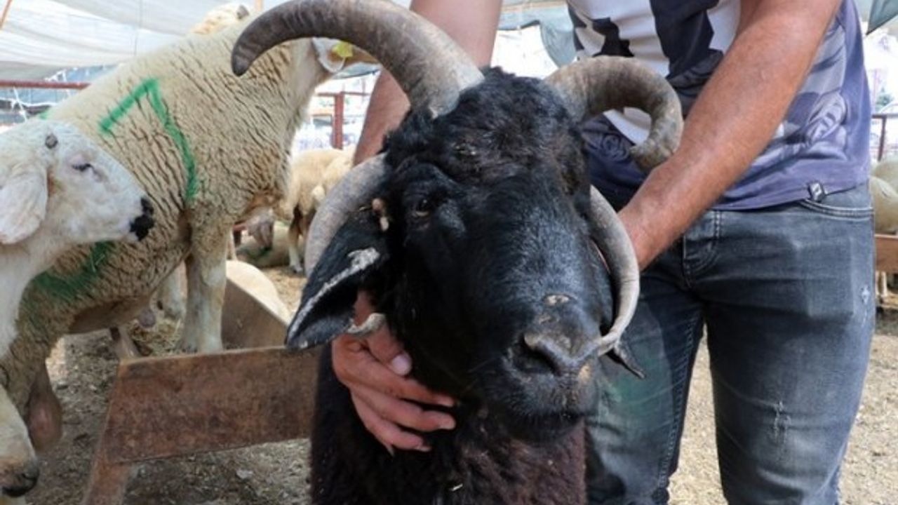 'Bereket' ismini koydu: 4 boynuzlu koça 10 bin TL istiyor