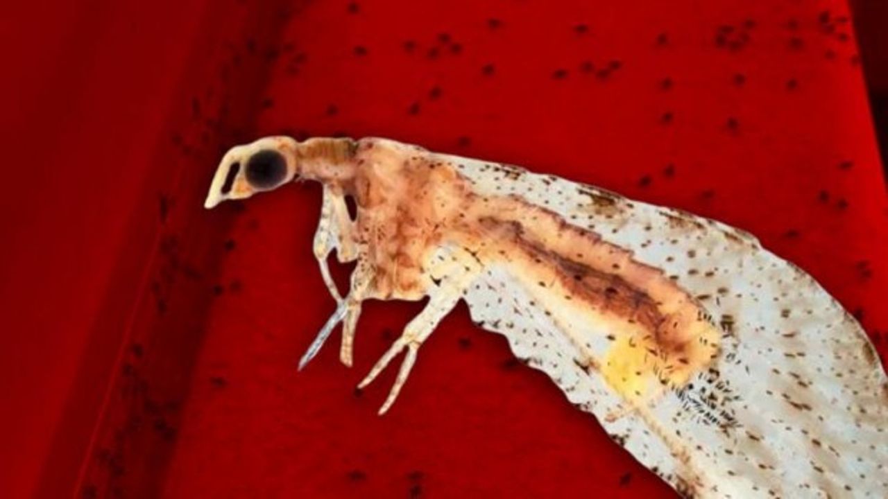 Dantel böceği 3 şehri istila etti! 'Bunun kesin çözümü...'