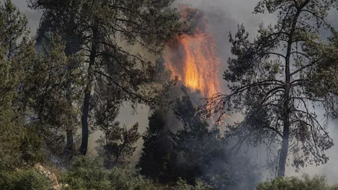 Uzmanlar yanıtladı... Yanan bölgelere hangi ağaç dikilmeli?