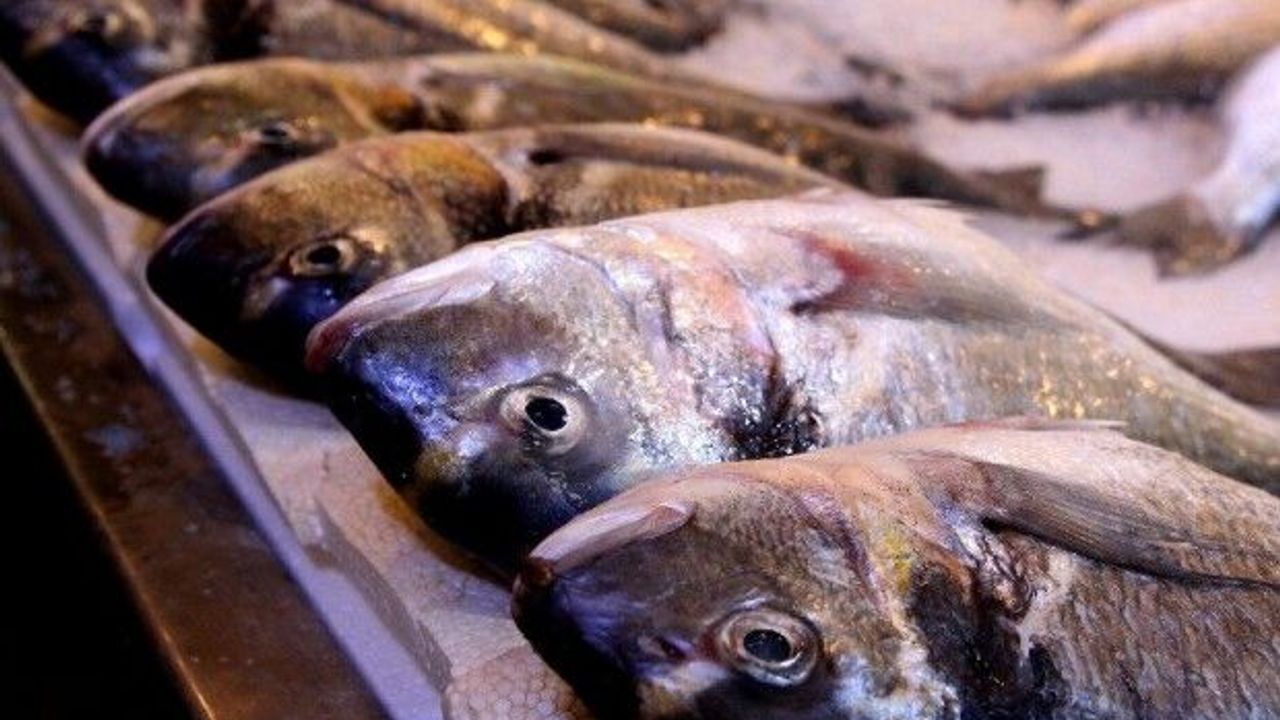 Av yasağı bitti.. Balık halinde hareketlilik başladı! Fiyatlar yarıya düştü