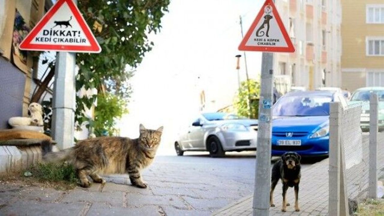 Kırklareli'nde yeni tabelalar takıldı... "Dikkat! Kedi-köpek çıkabilir"