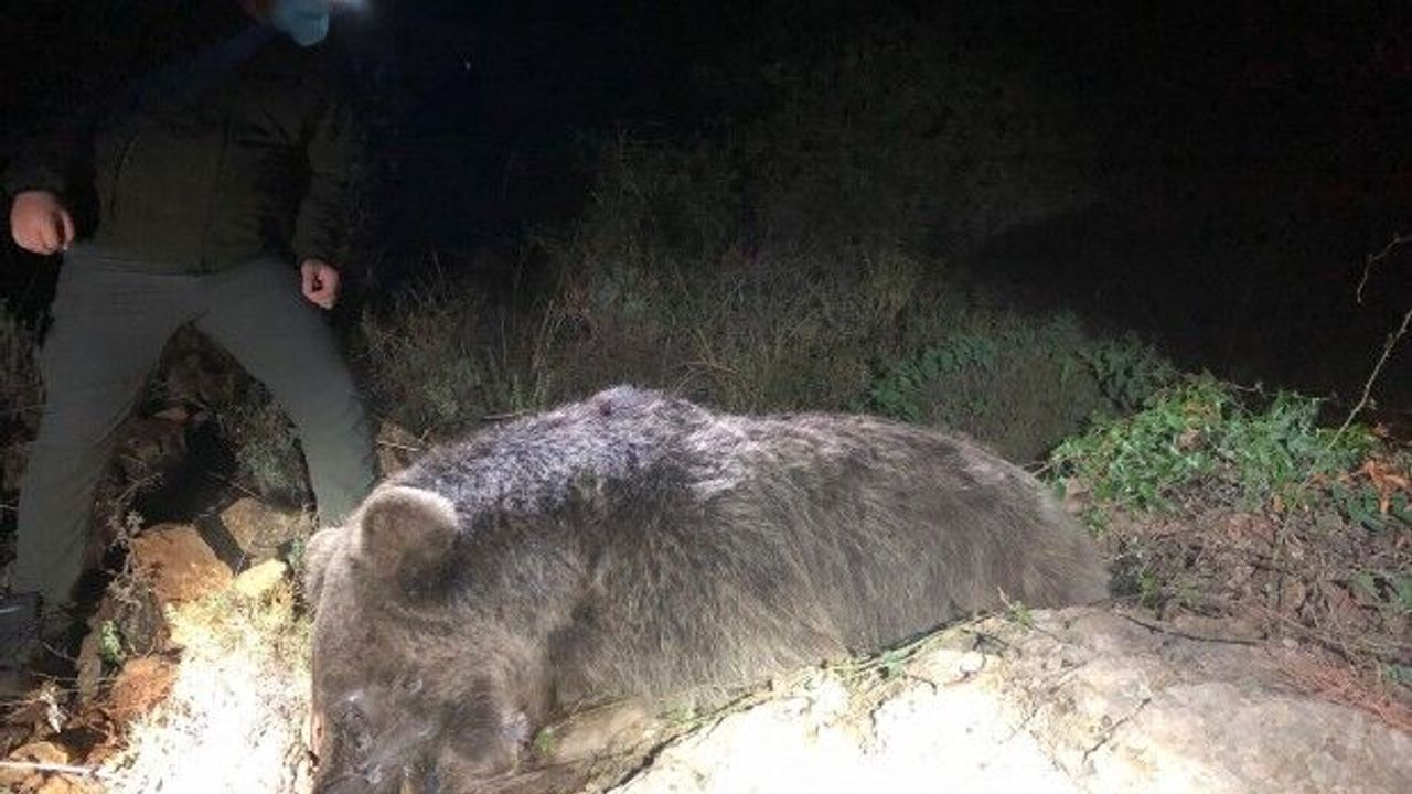 Bozayının ölü bulunmasında 'zehirli et' şüphesi 