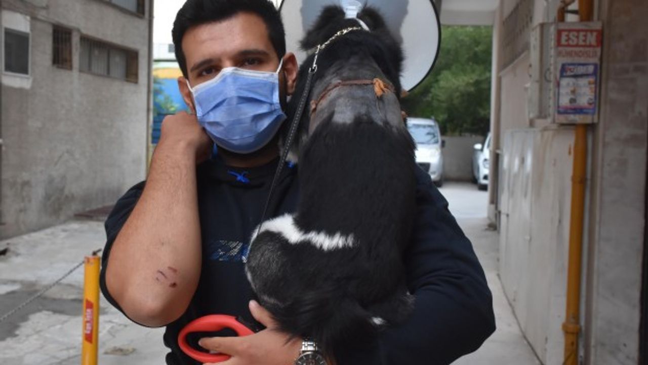 İzmir’de Pitbull dehşeti! Saldırdığı köpek ile sahibini yaraladı