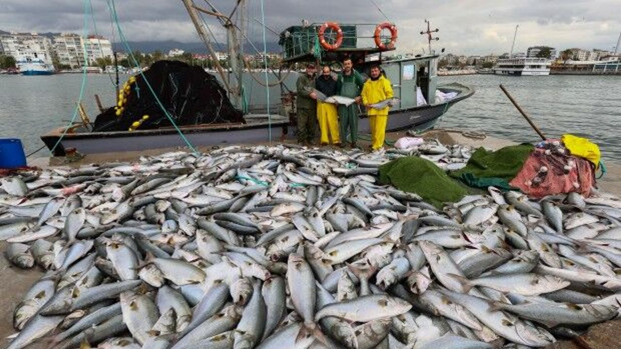 İzmir Körfezi'nde ağlara tonlarca balık takıldı! 25 senedir böylesi görülmedi