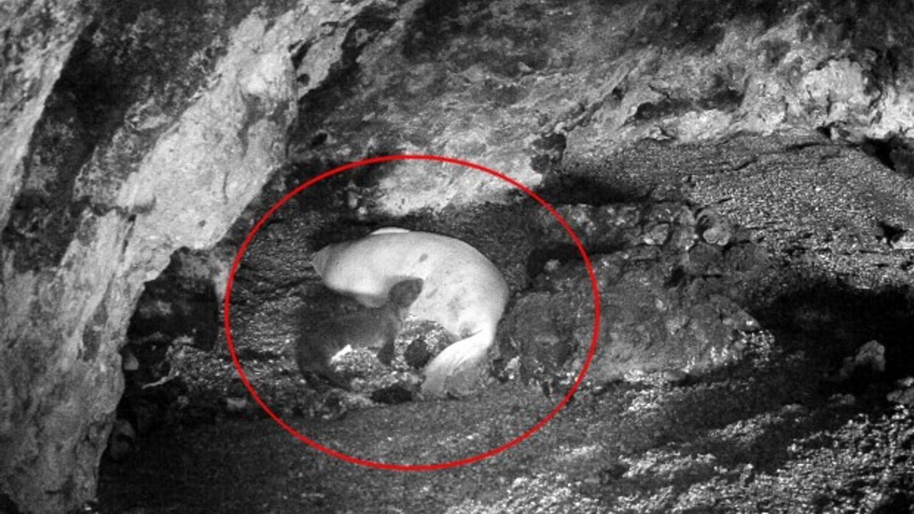 Koruma altındaydı! Yeni doğan Akdeniz foku görüntülendi