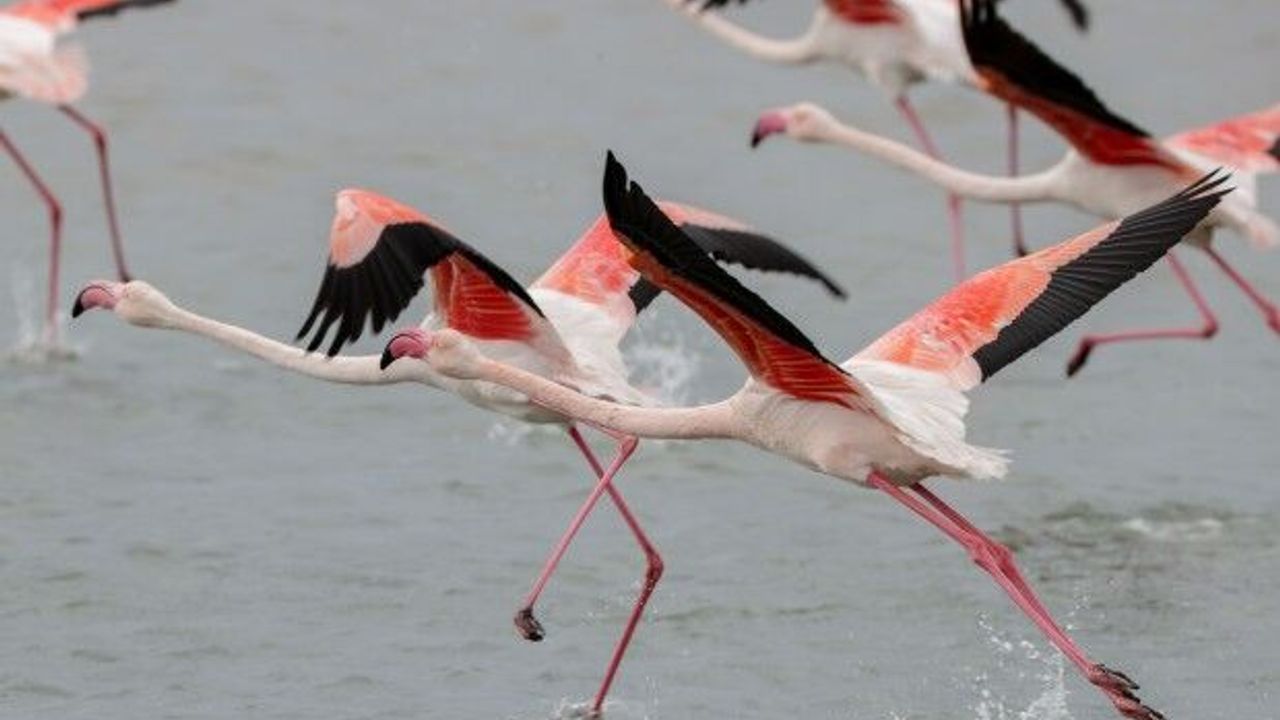 Kuşların 2 bin kilometrelik göç yolculuğu İzmir Kuş Cenneti'nde tamamlandı