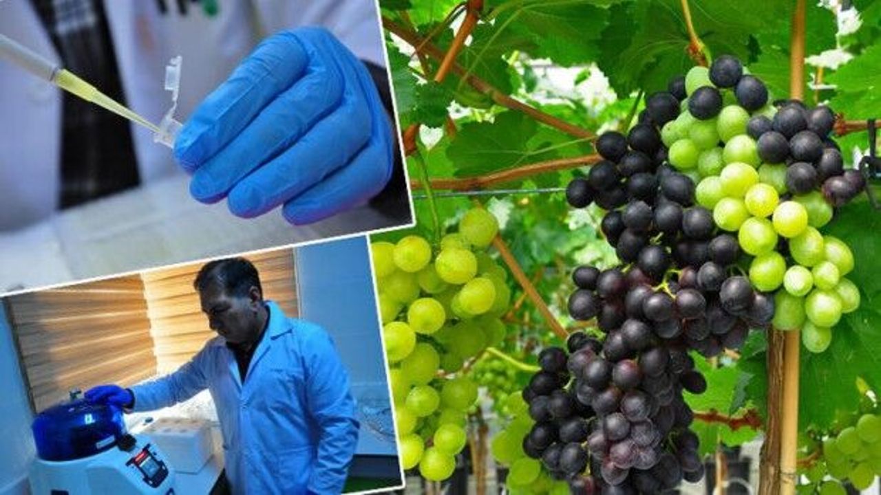 Ege Bölgesi'nde yetişen 380 üzüm çeşidi kimlik kazandı