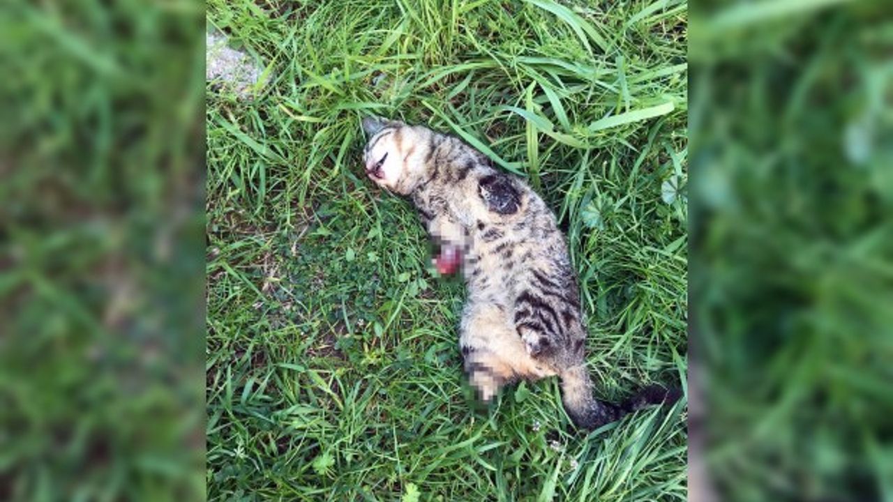 Korkunç olay! Bir kedi daha bacakları kesilmiş halde ölü bulundu