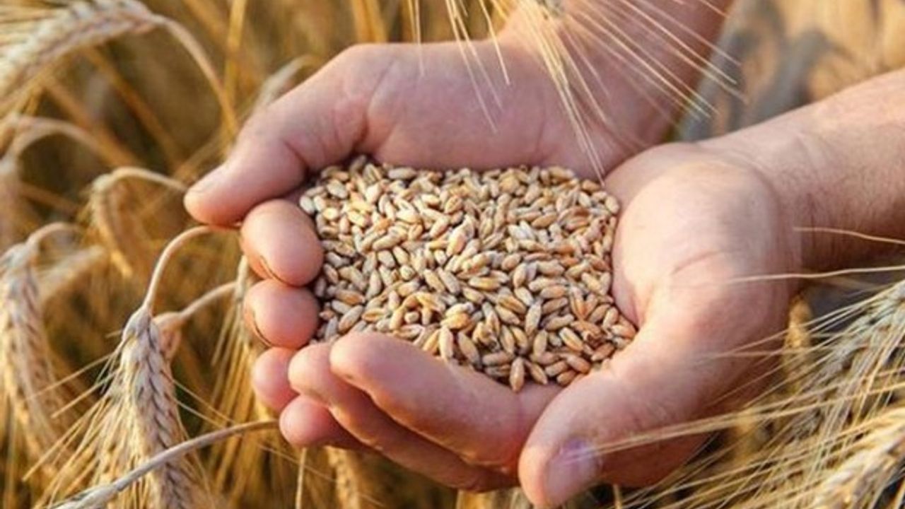 Savaş buğday fiyatlarını da vurdu, 14 yılın zirvesini gördü