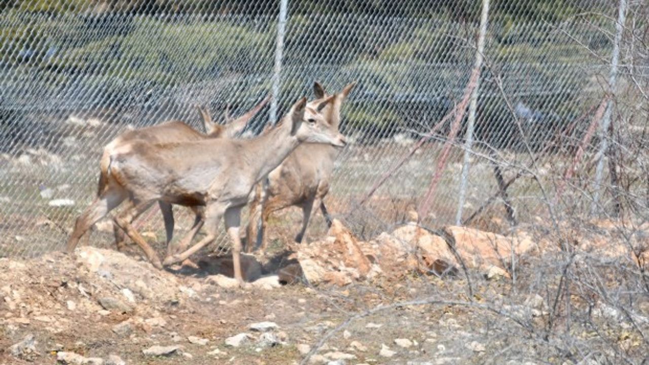 Spil Dağı Milli Parkı'nda 9 kızıl geyik doğaya salındı