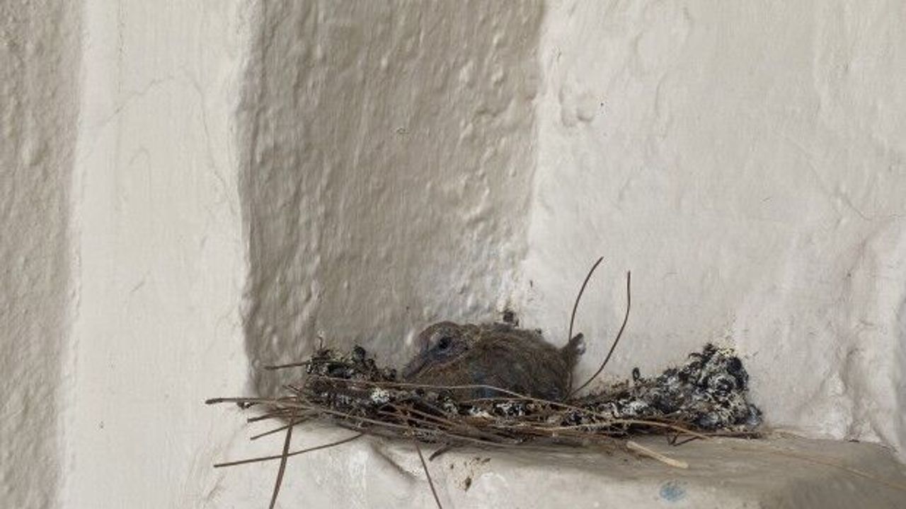 Caminin penceresine yuva yapan kumru için imam cemaati astığı notla uyardı