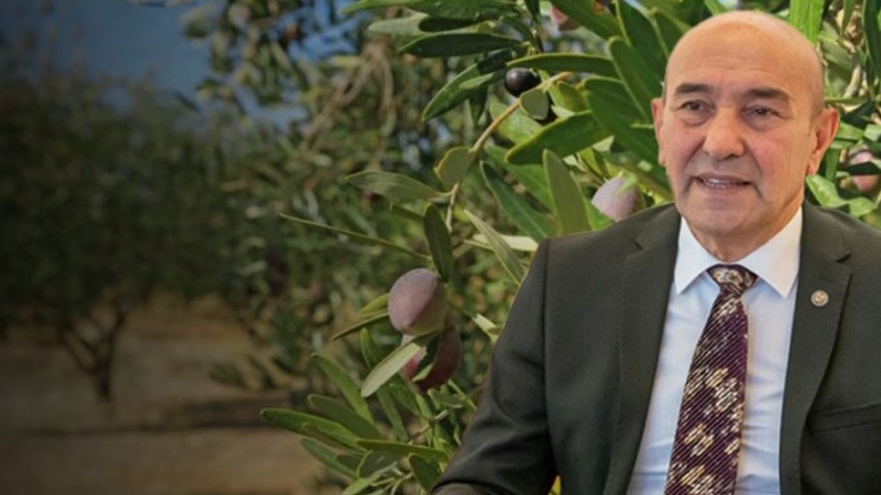 Danıştay’dan zeytinlik kararı… Soyer: Çok mutluyuz