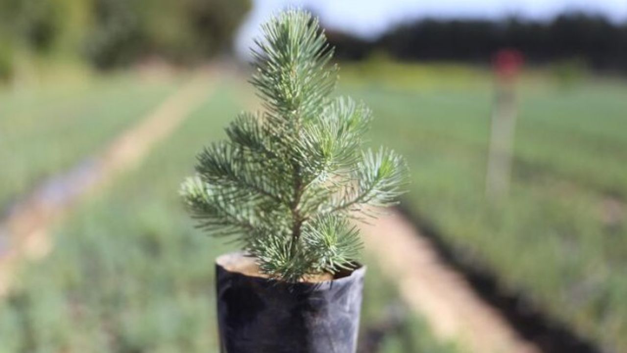 Yanan orman alanları için İzmir'den giden 2 milyon fidan toprakla buluştu