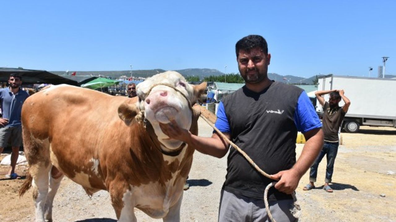 Kurban pazarının en büyüğü 'Toros Kaplanı'... 67 bin TL'den satıldı
