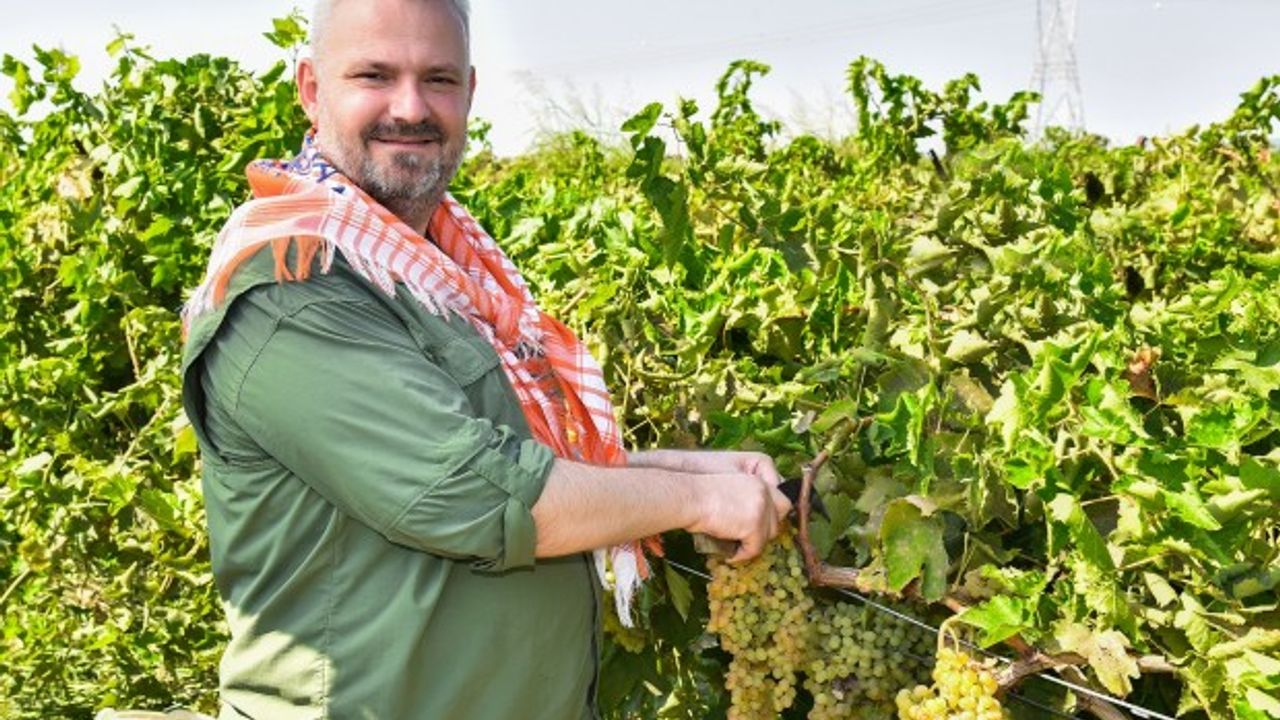 Başkanvekili Pehlivan traktör kullandı üzüm kesti... Menemen’de hasat zamanı!