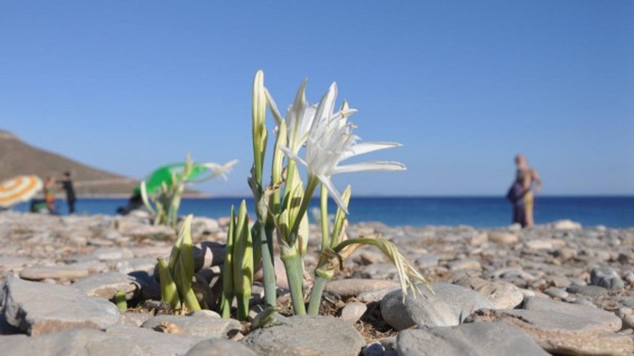 Datça'da kum zambakları çiçek açtı, ilçe halkı korumaya aldı 