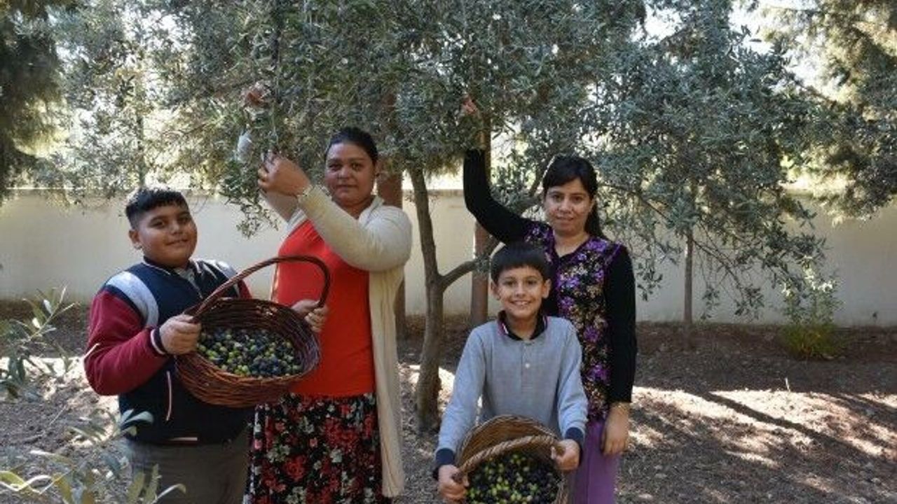 Öğrenciyken zeytin ağacı dikmişlerdi... Yıllar sonra çocuklarıyla hasat yaptılar