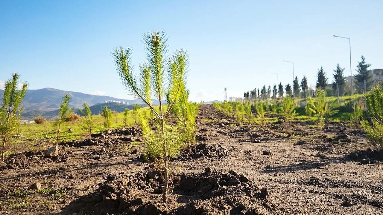 Karşıyaka’da yeşil seferberlik sürüyor… Hedef: 100 bin ağaç