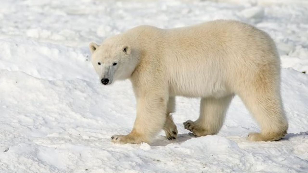 Kutup ayısı bir kadın ve bir çocuğu öldürdü
