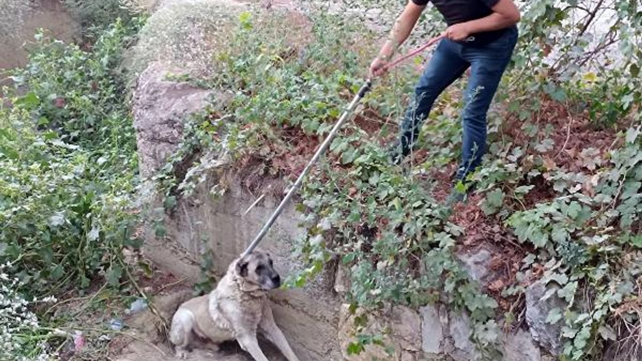 Dere yatağına düşen köpek kurtarıldı