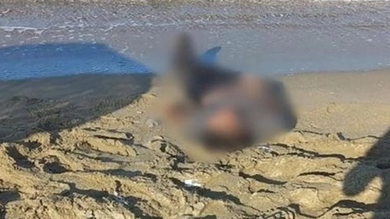 Aydın'da deniz kenarında erkek cesedi bulundu