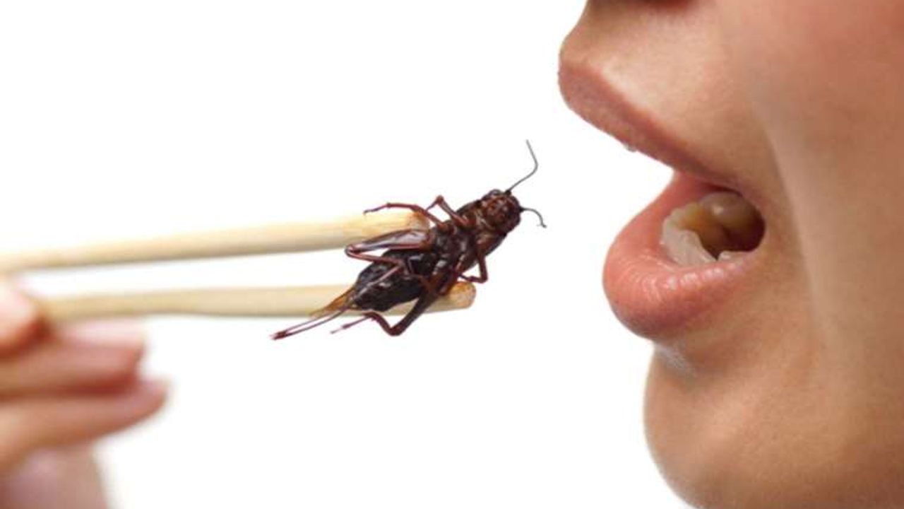 Bilim dünyası şaşkın: Böcek yemenin metabolizmaya yararı keşfedildi
