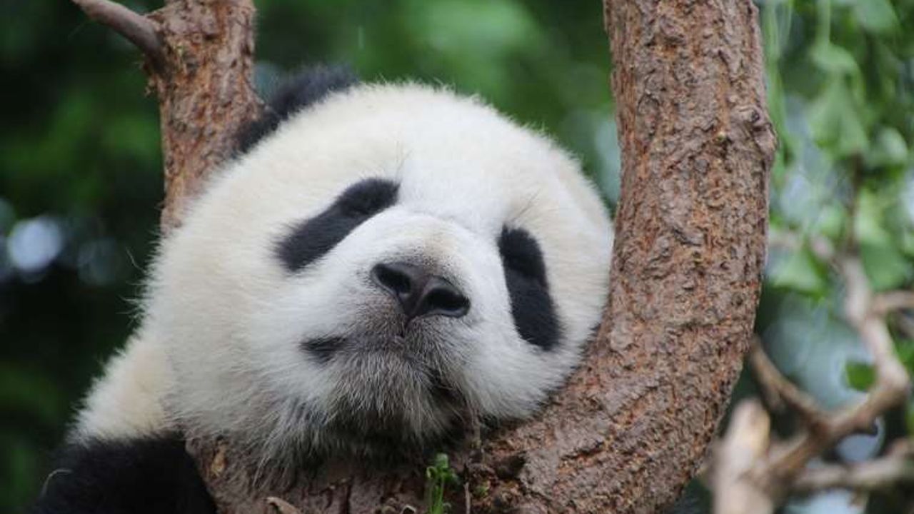 Hayvanat bahçesindeki pandalar 'jetlag' yaşıyor olabilir