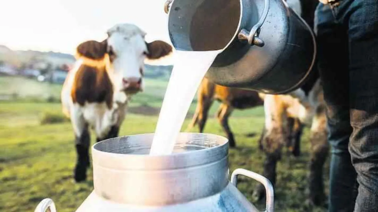 TÜİK açıkladı... Süt üretiminde düşüş var!