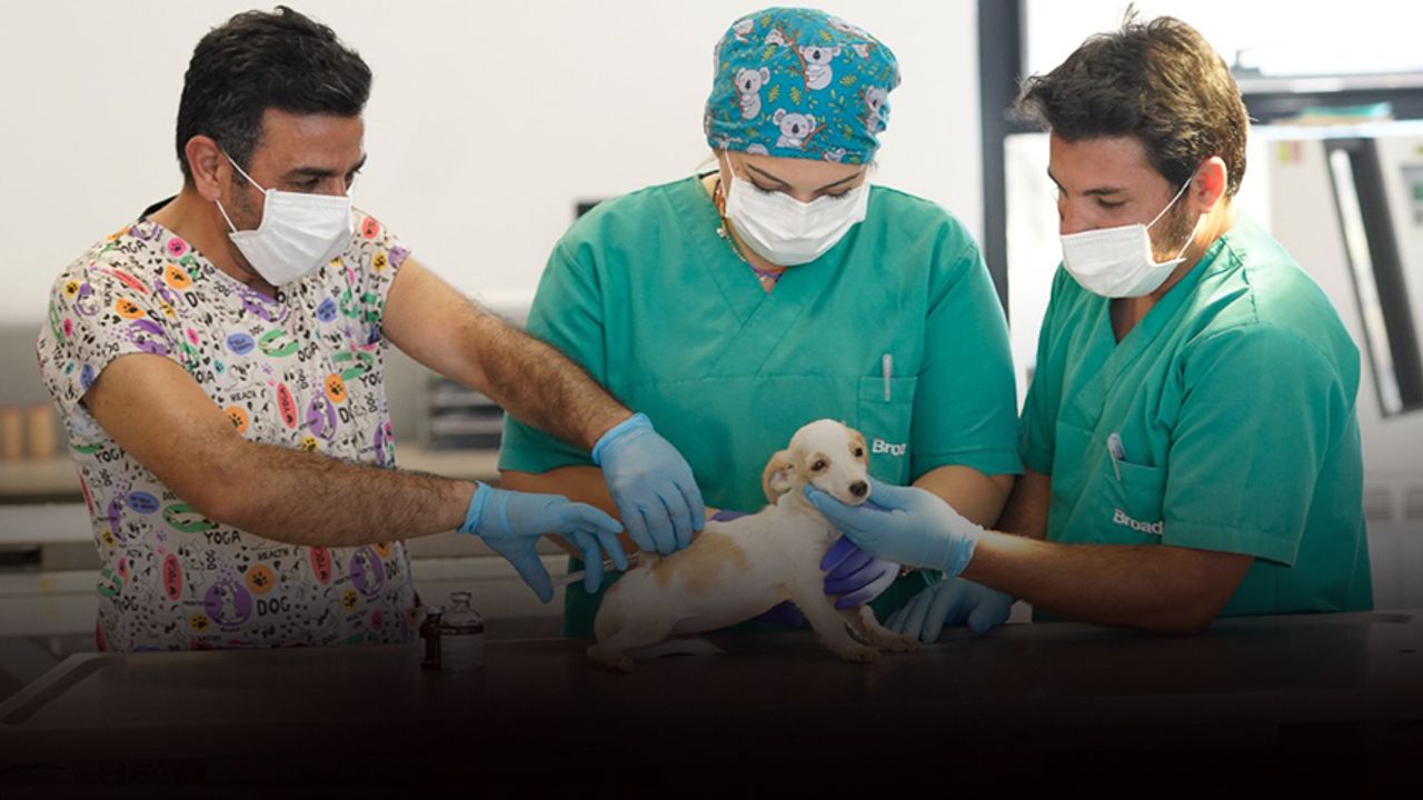 İzmir'de bir ilk olacak... Hayvan hastanesi açılıyor!