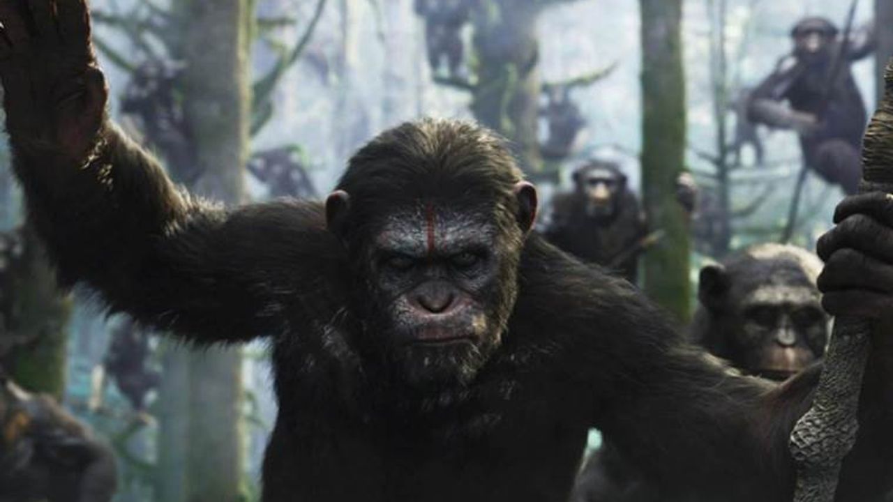 Maymunlar Cehennemi filmi gerçek oluyor... Şempanzeler askeri strateji geliştirdi
