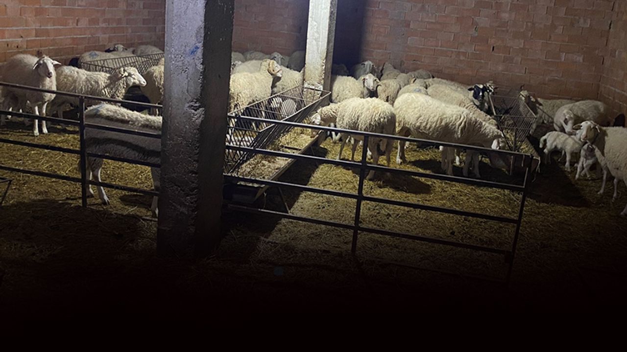 Yanında işe girdiği sürü sahibinin 70 hayvanını çaldı... Hırsız çoban otelde yakalandı!