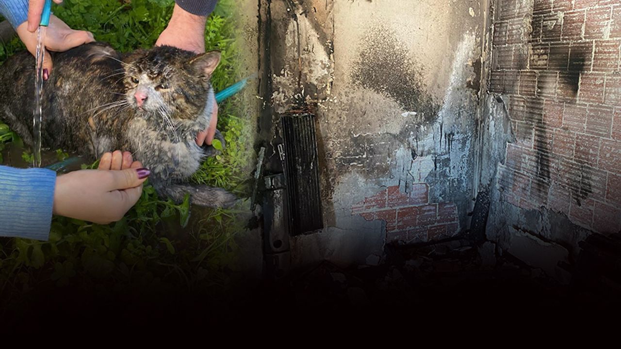 Evde çıkan yangında mahsur kalmışlardı... 2 kediyi itfaiye kurtardı!