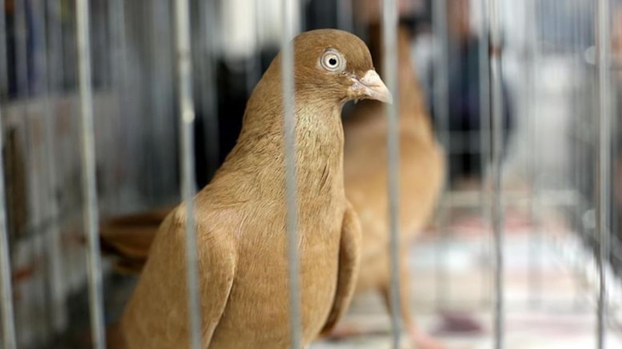 Gözaltına alınan casus güvercin serbest bırakıldı