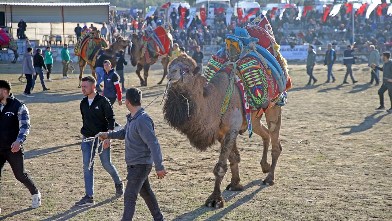 Muğla'da 24. Yatağan Deve Güreşi Festivali düzenlendi