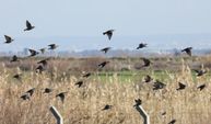 Gediz Deltası'nda 58 bin kış kuşu sayıldı
