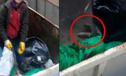 Trabzon'da isyan ettiren görüntü! Köpeğin üzerine moloz dökülmesine çifte soruşturma