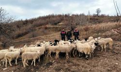 Köşk’te kaybolan 50 koyun, Ödemiş’te bulundu