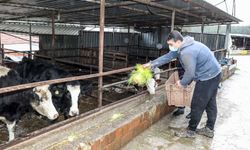  Buca Belediyesi'nden hayvancılığa büyük destek! Yem üretiminde kapasite 5 tona çıktı