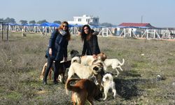 İzmir'de iki kadın el ele verdi... Sokak hayvanları için "Merhamet Bahçesi" kurdu