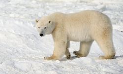 Kutup ayısı bir kadın ve bir çocuğu öldürdü