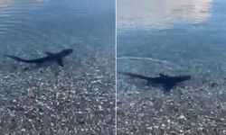 Muğla kıyılarında köpekbalığı görüldü