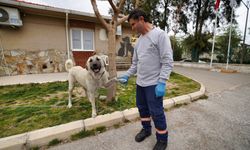 Gaziemir Belediyesi sahip çıktı... Depremzede köpek İzmir’de yaşayacak
