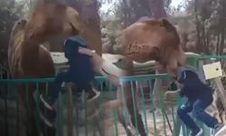 Hayvanat bahçesinde korkunç olay... Deve, çocuğu boynundan ısırıp havaya kaldırdı